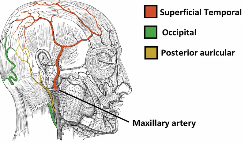 Arterial supply of the scalp and face
