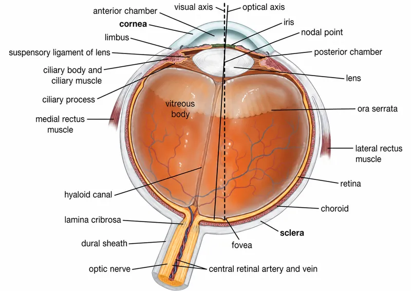 Eye cross-section with cornea, lens, and optical axis