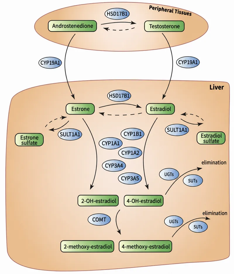 Estrogen metabolism pathways in liver