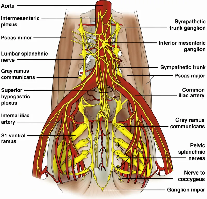 Autonomic Plexuses and Nerves of the Thorax and Abdomen