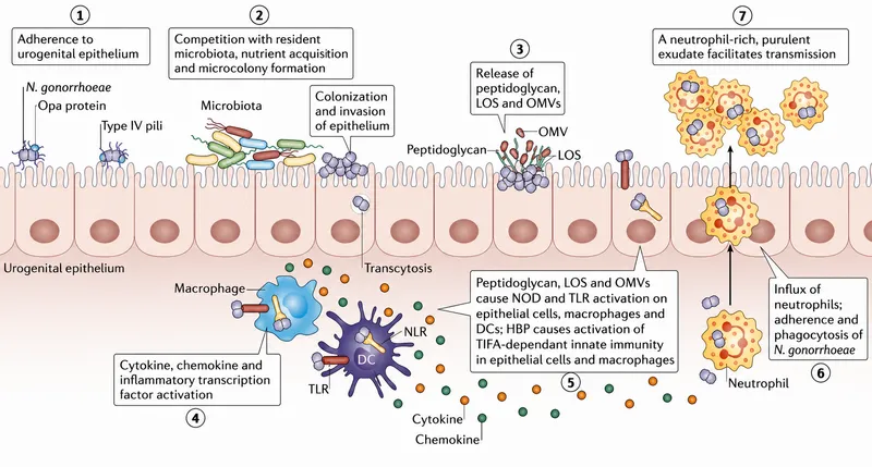 Neisseria gonorrhoeae pathogenesis diagram
