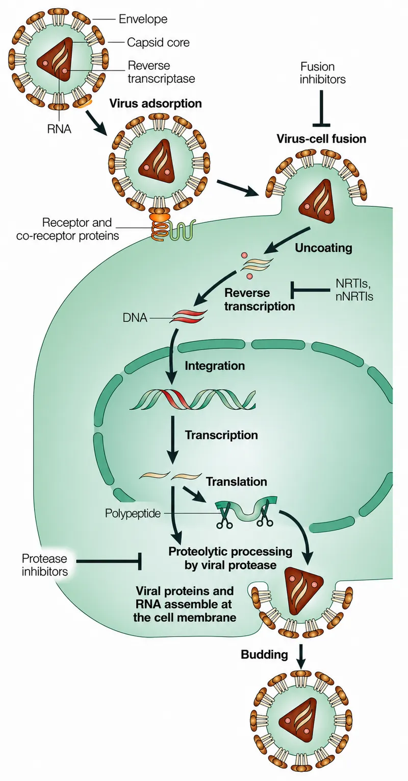 HIV replication cycle and antiviral drug targets