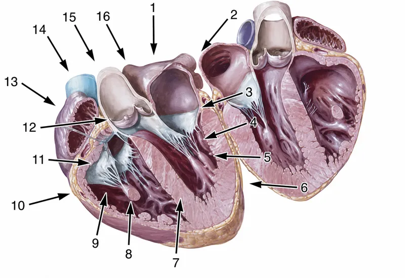 Cross-section of heart chambers, valves, and septa