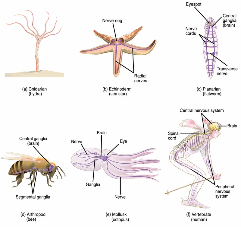 Comparative Nervous Systems