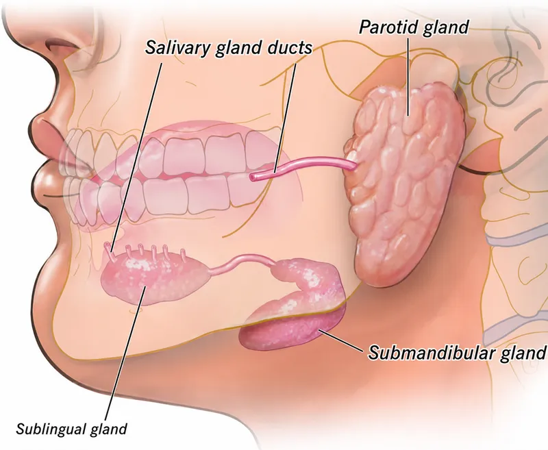 Anatomy of Salivary Glands