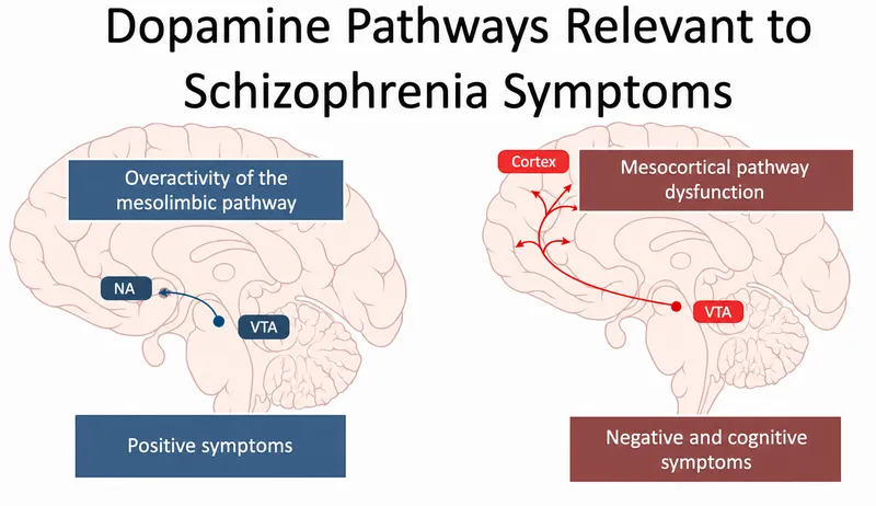 Mesocortical pathway and schizophrenia symptoms