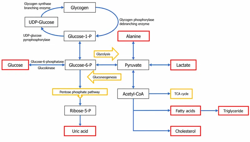 Glucose-6-phosphatase deficiency metabolic pathways