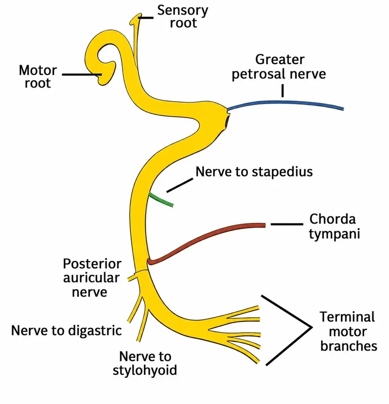 Facial Nerve Course and Intratemporal Branches