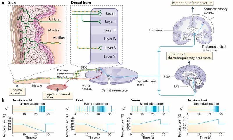 Thermoreceptor pathways and responses