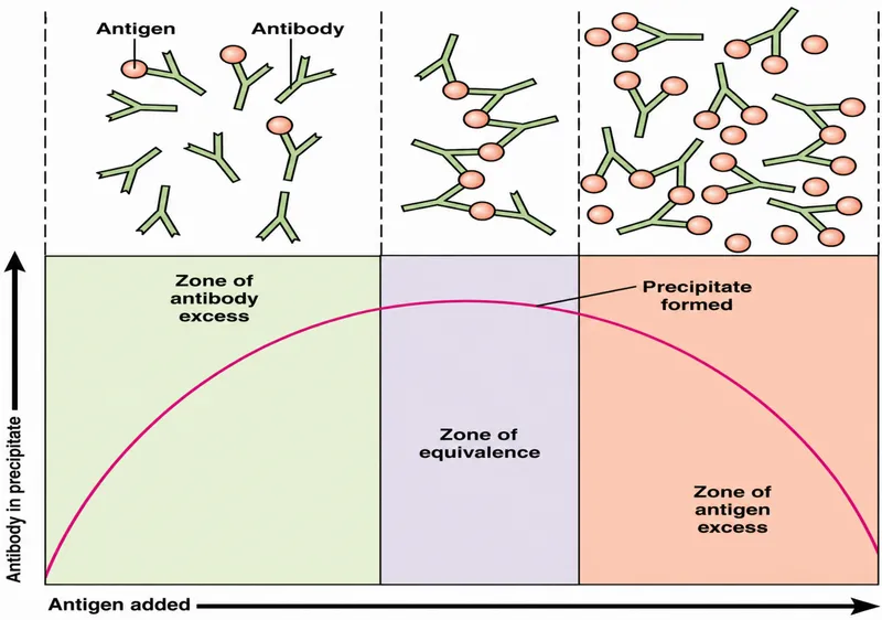 Antigen-antibody precipitation curve
