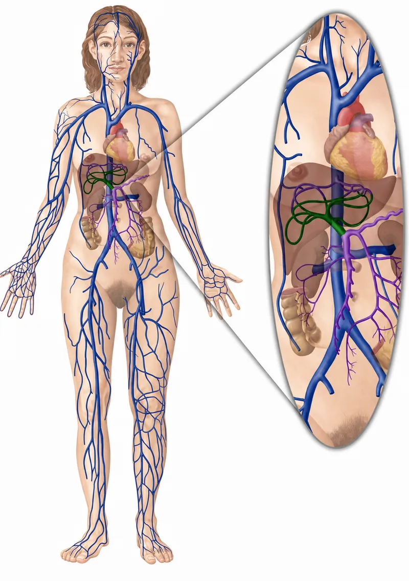Diagram of portal circulation showing splanchnic blood flow