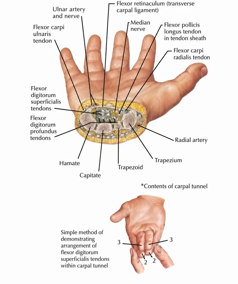 Wrist cross-section showing carpal tunnel contents