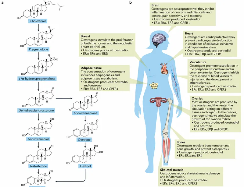 Systemic effects of estrogen deficiency in menopause