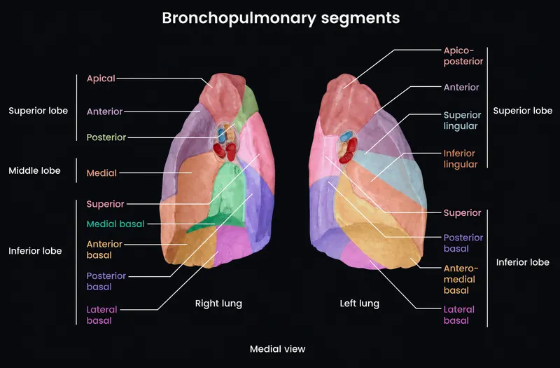 Bronchopulmonary segments of lungs, medial view