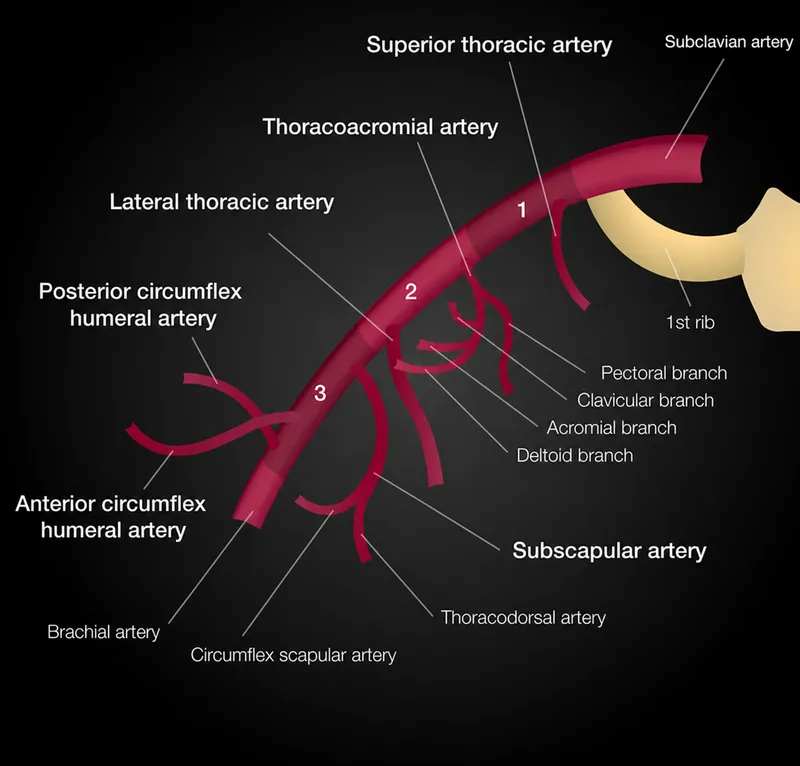 axillary artery three parts