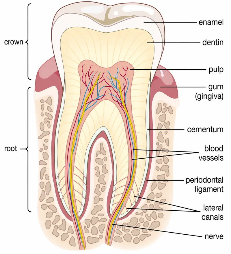 Detailed anatomical diagram of tooth structures and surrounding tissues