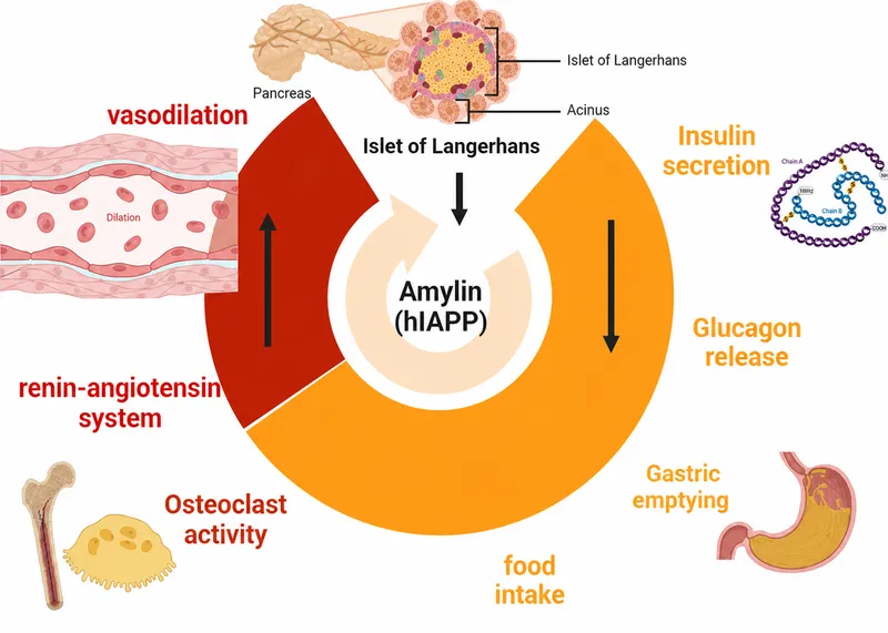 Amylin (hIAPP) effects on body systems