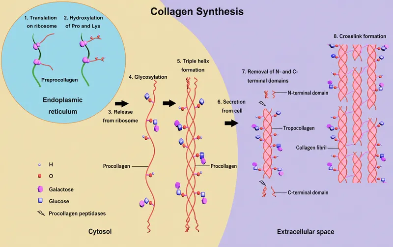 Collagen synthesis and assembly pathway