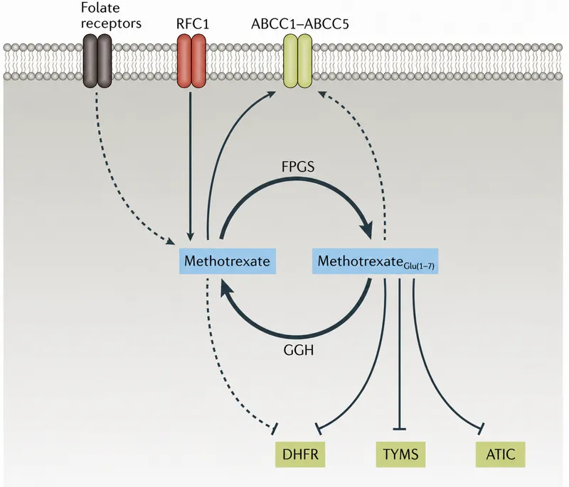 Methotrexate mechanism of action
