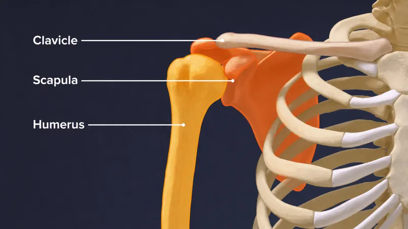 Bones of the shoulder girdle: clavicle, scapula, humerus