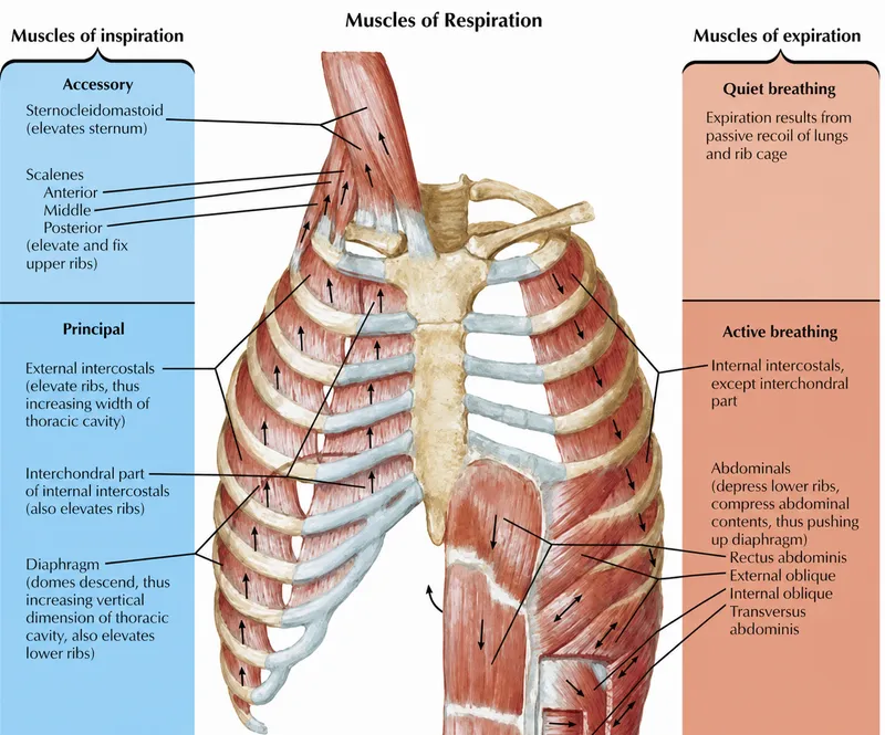 Detailed diagram of respiratory muscle anatomy showing diaphragm, intercostals, and accessory muscles