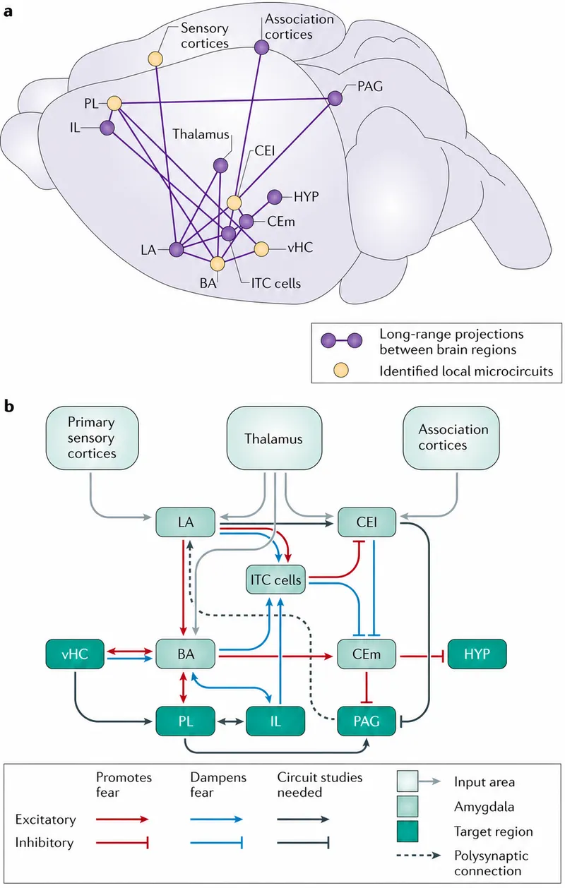 Amygdala fear circuit diagram