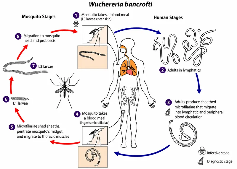 Wuchereria bancrofti life cycle