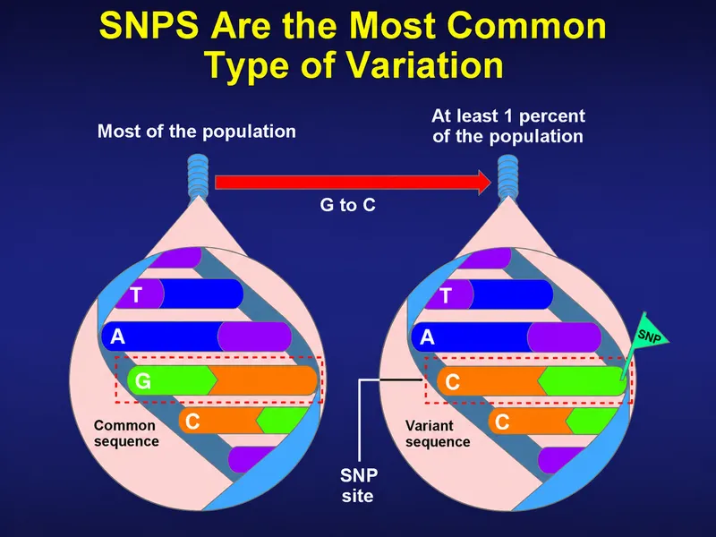 SNP vs. Common Sequence Diagram