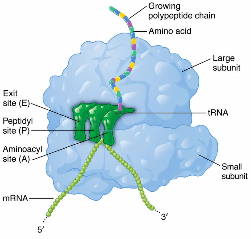 Ribosome APE sites with mRNA, tRNA, polypeptide
