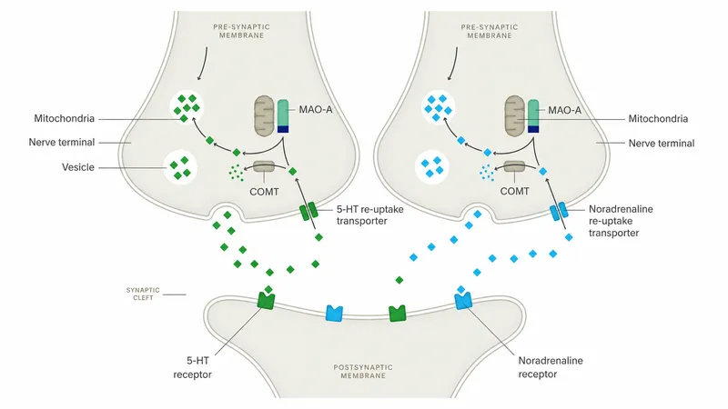 MAO-A inhibition mechanism for 5-HT and Noradrenaline