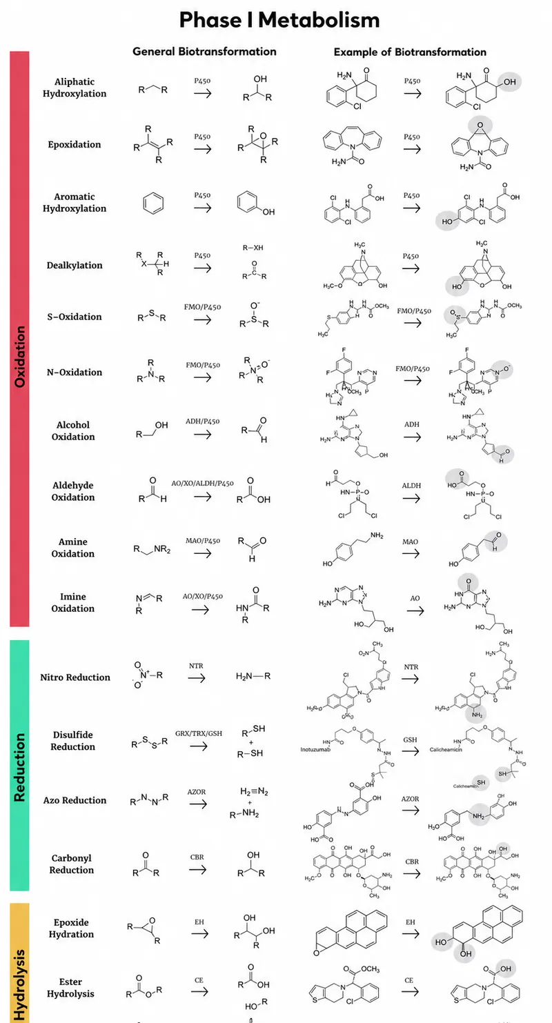 Phase I Metabolism: Oxidation, Reduction, Hydrolysis