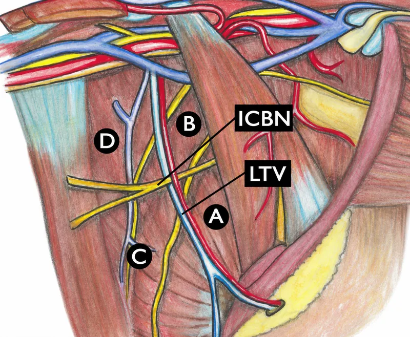 Axillary anatomy: nerves, veins, and arteries