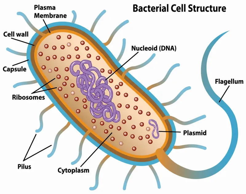 Bacterial Cell Structure Diagram