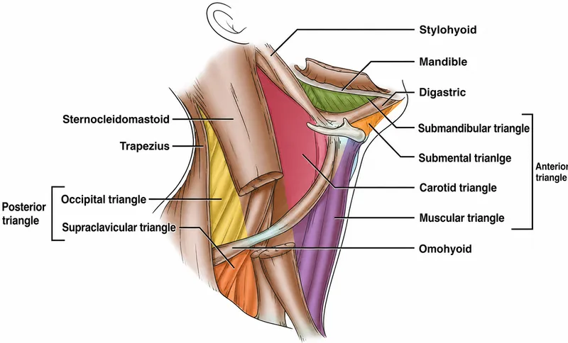 Triangles of the Neck with Major Muscles Labeled