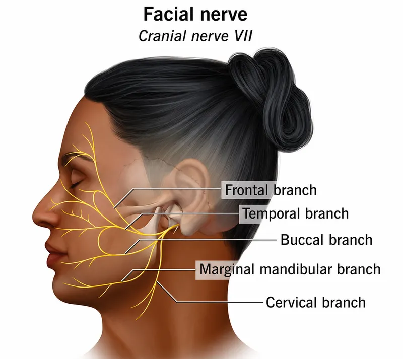 Facial Nerve Branches