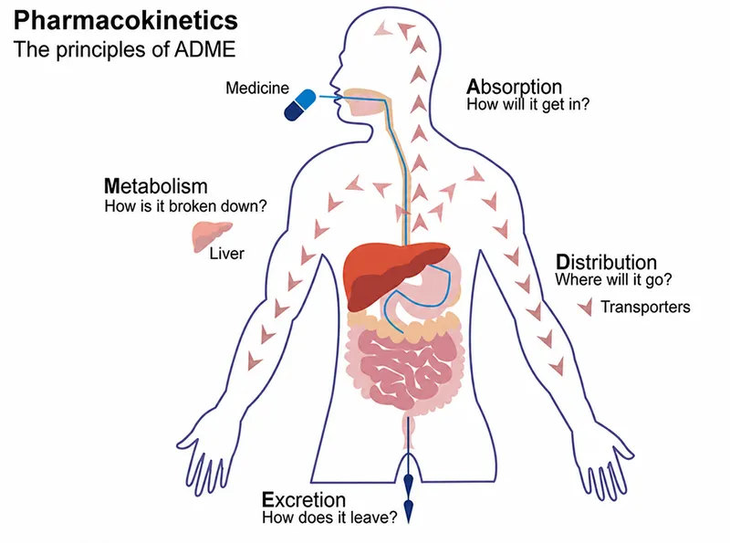 Pharmacokinetics: The principles of ADME