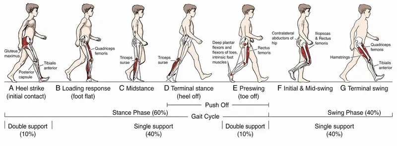 Phases of the Gait Cycle
