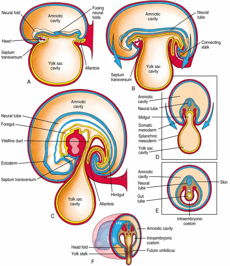 Embryonic folding and gut tube formation
