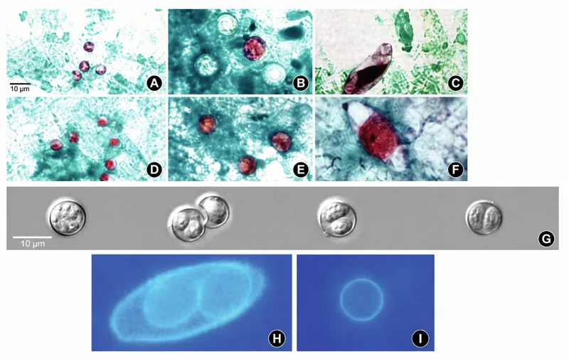 Parasitic oocysts comparison