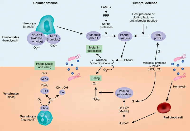 Phagocyte function and respiratory burst in immunity