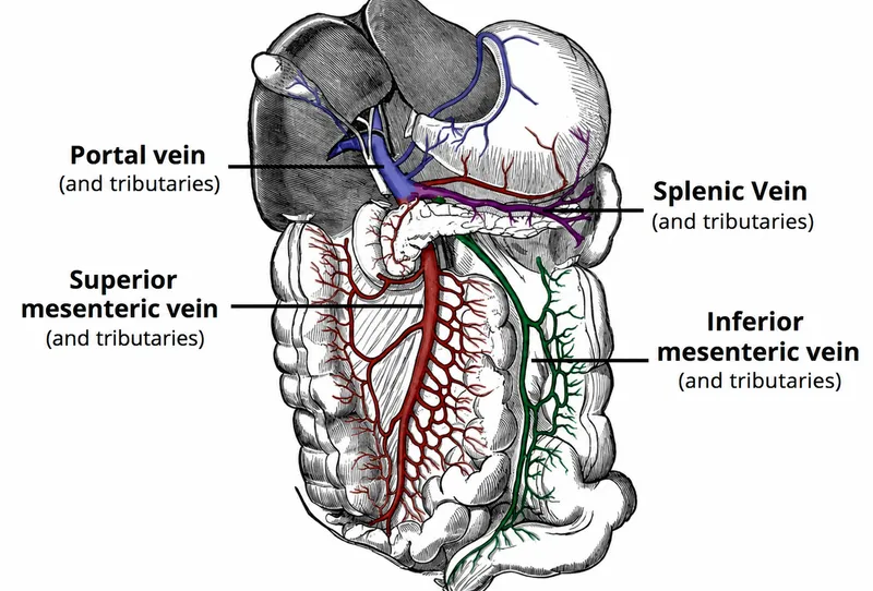 Portal venous system diagram