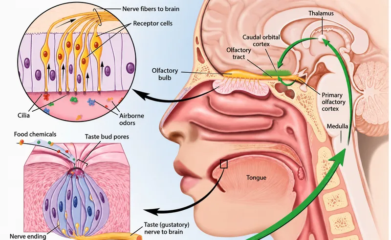 Olfactory and Gustatory Pathways