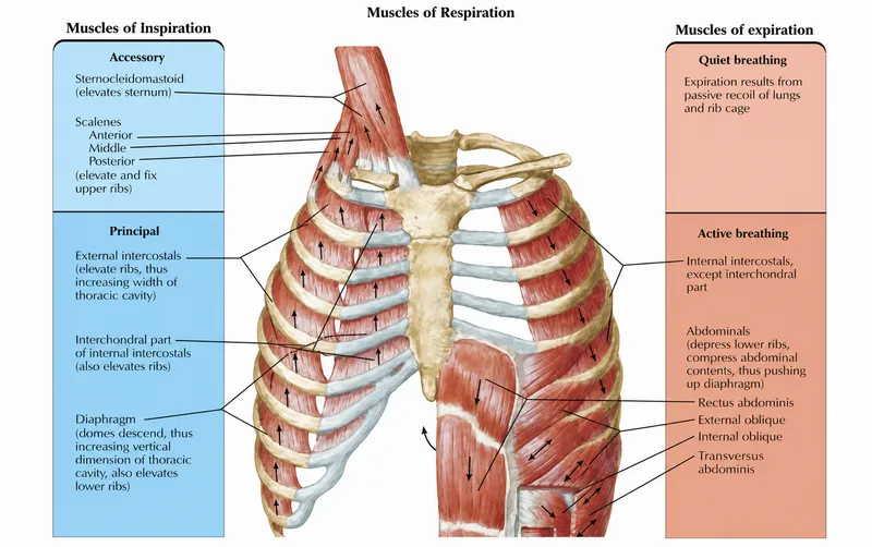 respiratory muscle anatomy diagram