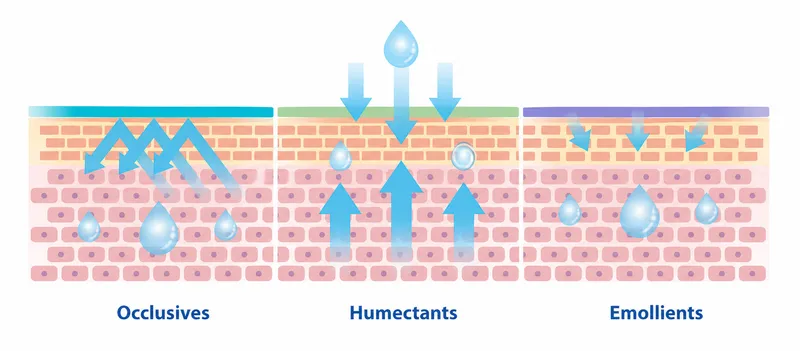 Action of occlusives, humectants, and emollients on skin