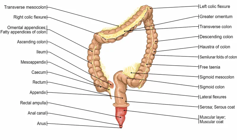 Anatomy of the Large Intestine and Associated Structures