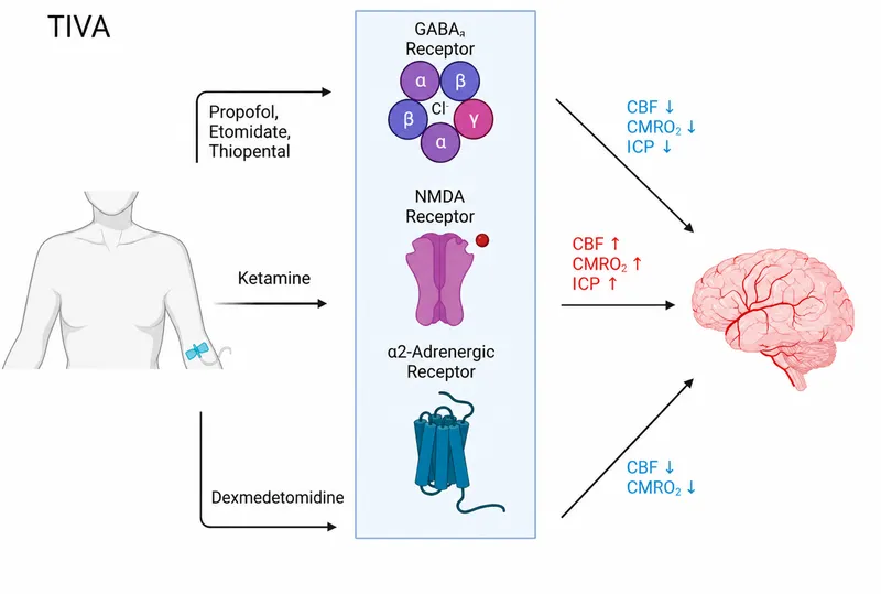 TIVA agents and cerebral physiology