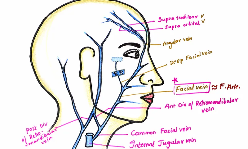 Facial Veins and Danger Triangle of the Face