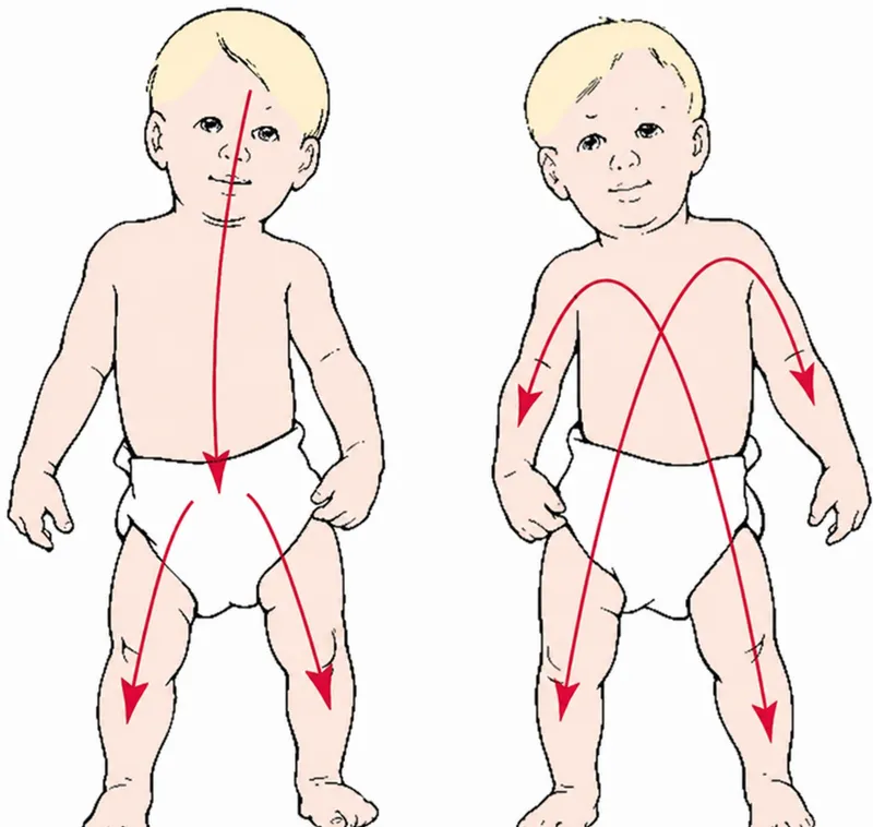 Cephalocaudal and Proximodistal Development