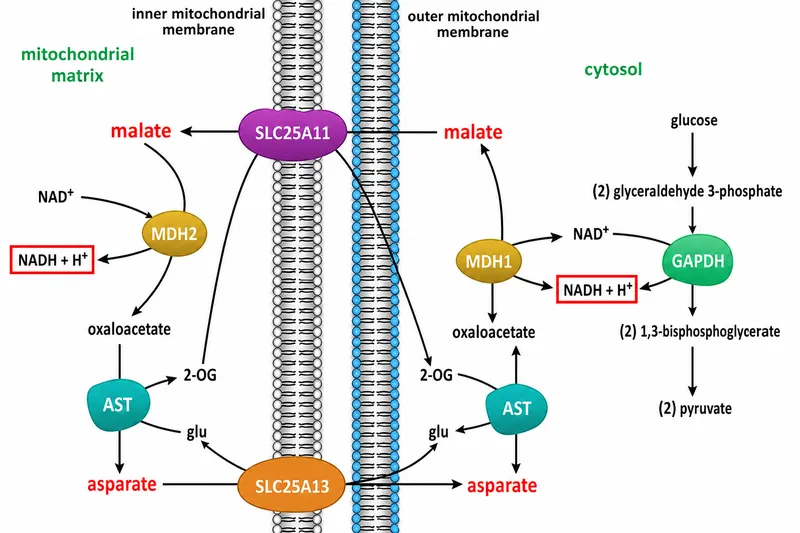 Malate-Aspartate Shuttle and Glycolysis Link
