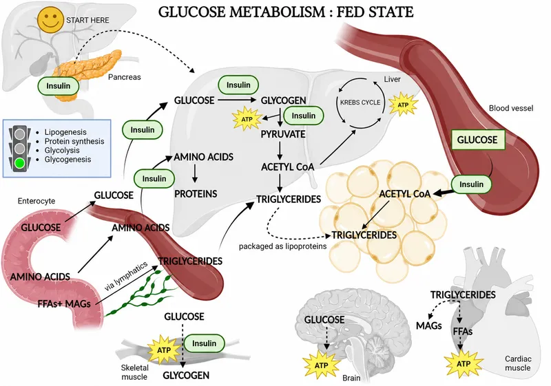 Glucose Metabolism in the Fed State
